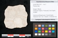 Foto (Objekt + Etikett) von Plantae indet.  (NHMW-GEO-2024-0188-11477)